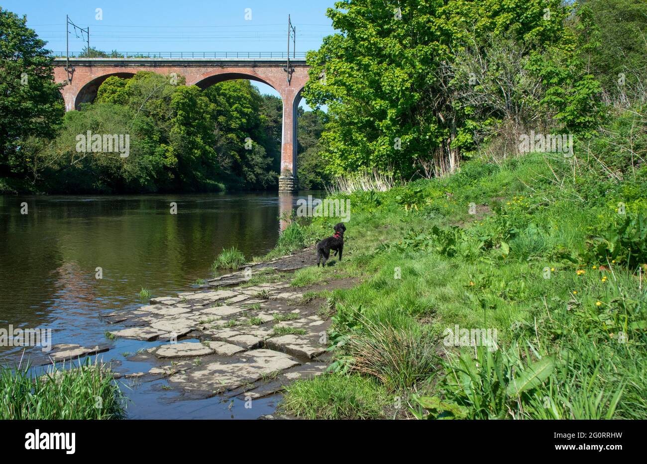 Croxdale Viaduc sur la rivière Wear Banque D'Images