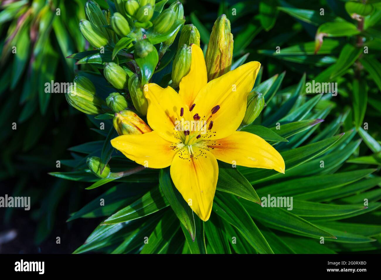 un nénuphar jaune en milieu de matinée dans le jardin de nénuphars Banque D'Images
