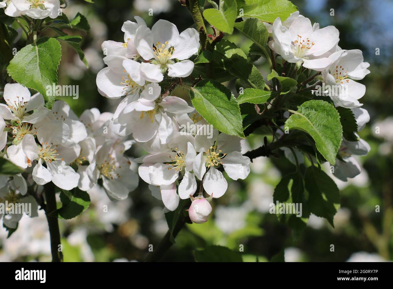 Fleurs de pomme rose et blanche fraîches de l'arbre de la pomme Discovery, Malus domestica, floraison au printemps, gros plan floral Banque D'Images