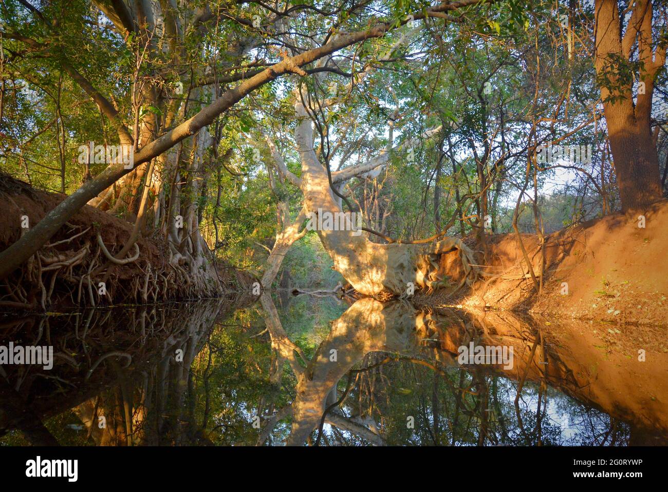 La vie naturelle en Afrique. sycamore figue poussant dans le canal. Fruits adorés par les oiseaux et les animaux sauvages. Banque D'Images