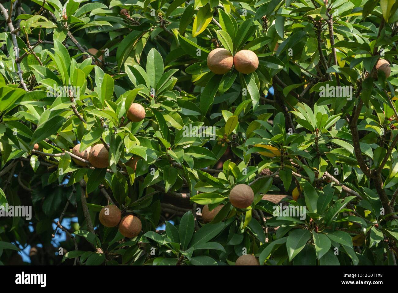 Vue rapprochée montrant Chikoo, Manikara Zapota , en pleine croissance Accroché aux branches de l'arbre Chikoo dans la ferme agricole . Banque D'Images