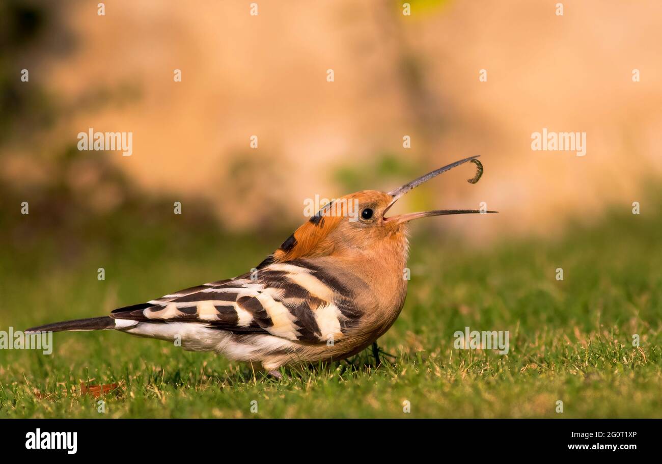 Hope dans les réserves de la faune, les Hoopes sont des oiseaux colorés que l'on trouve en Afrique, en Asie et en Europe, remarquables pour leur "couronne" distinctive de plumes. Banque D'Images