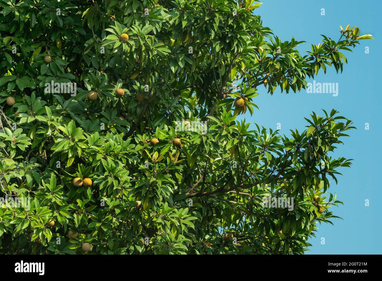 Vue rapprochée montrant Chikoo brun, Manikara Zapota, fruits en croissance Accroché aux branches de l'arbre Chikoo dans la ferme agricole . Banque D'Images