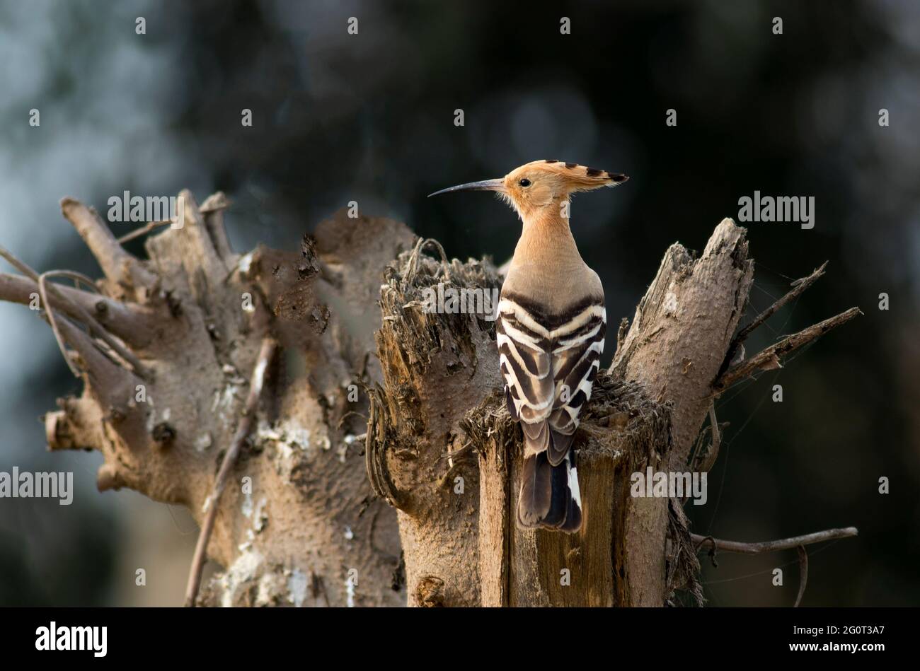 Hope dans les réserves de la faune, les Hoopes sont des oiseaux colorés que l'on trouve en Afrique, en Asie et en Europe, remarquables pour leur "couronne" distinctive de plumes. Banque D'Images