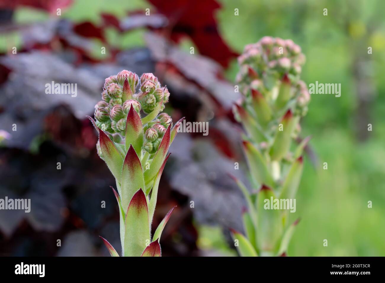 Floraison d'une plante à couvert de terre à feuilles persistantes Sempervivum connue sous le nom de Houseleek dans la rockery. Banque D'Images