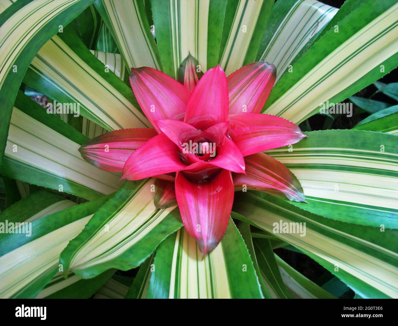 Bromeliad (Neoregelia) sur un jardin tropical à Rio de Janeiro, Brésil Banque D'Images Bromeliad (Neoregelia) sur un jardin tropical à Rio de Janeiro, Brésil Banque D'Images