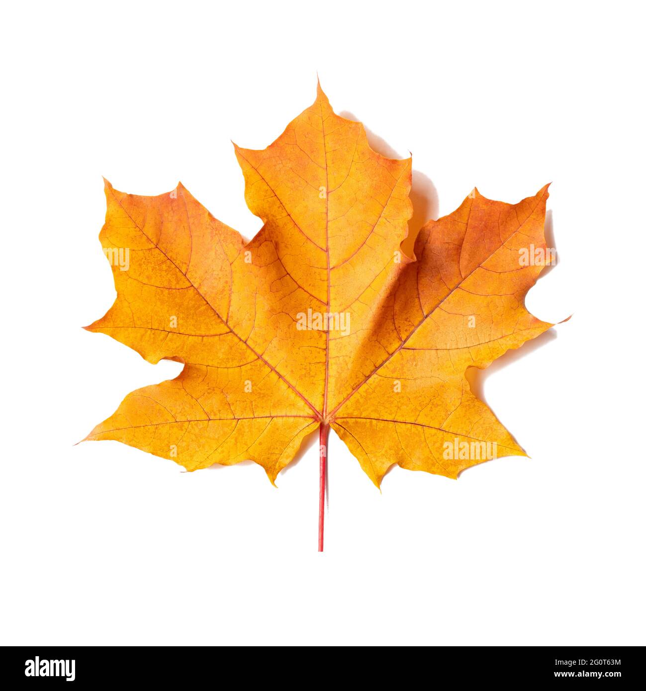 Feuille d'érable jaune-orange isolée sur fond blanc Banque D'Images
