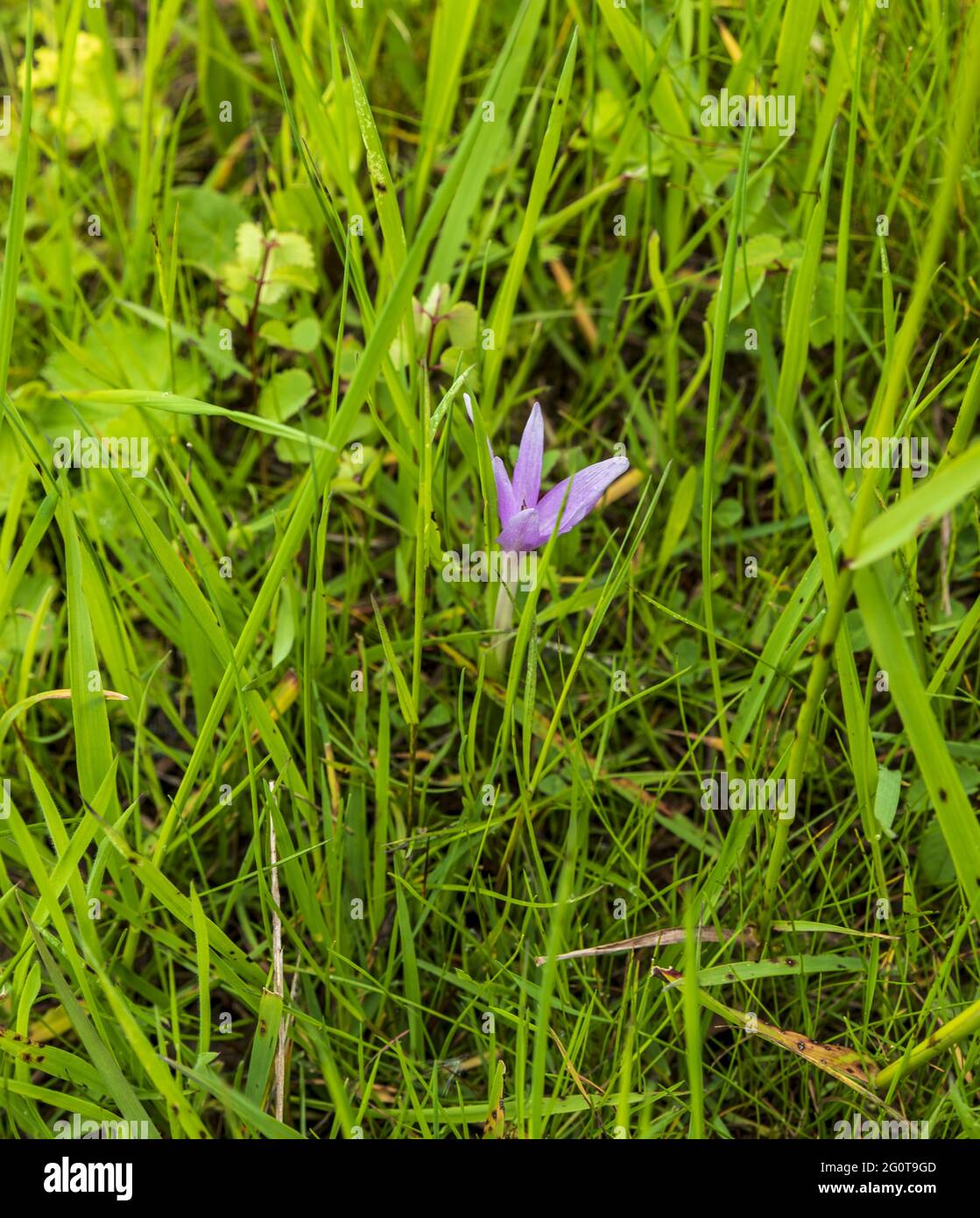 Plante de crocus vernus en fleurs sur la prairie au-dessous de la colline Kanur dans les montagnes de bile Karpaty en république tchèque Banque D'Images