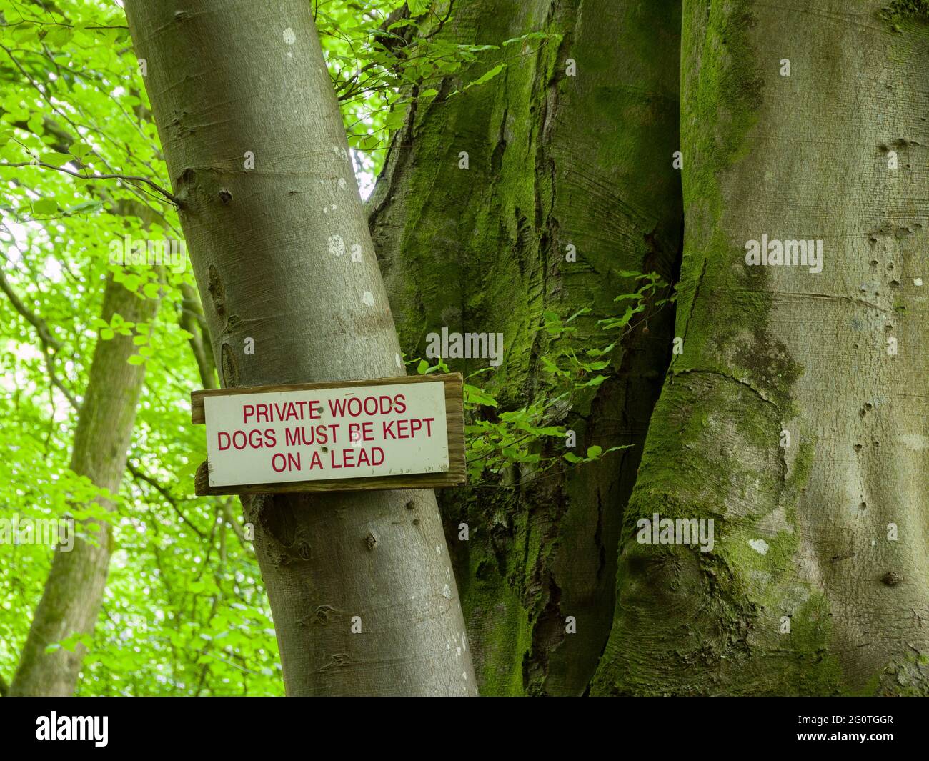 Un panneau sur un arbre à côté d'un sentier dans les bois privés indiquant que les chiens doivent être gardés sur une laisse. Mendip Lodge Wood, Mendip Hills, North Somerset, Angleterre. Banque D'Images Un panneau sur un arbre à côté d'un sentier dans les bois privés indiquant que les chiens doivent être gardés sur une laisse. Mendip Lodge Wood, Mendip Hills, North Somerset, Angleterre. Banque D'Images