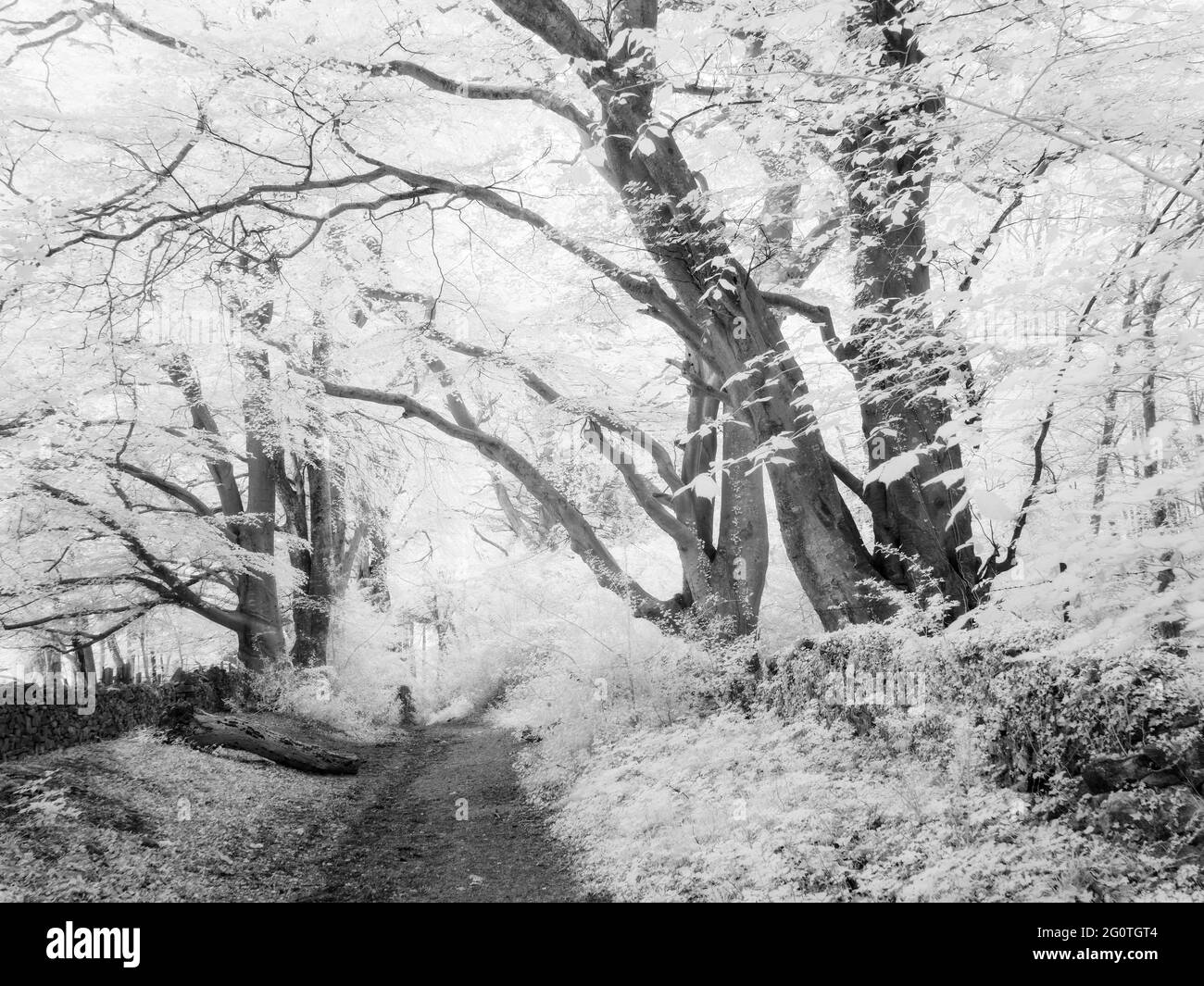 Une image infrarouge en noir et blanc de Mendip Lodge Wood dans le paysage national de Mendip Hills, Upper Langford, North Somerset, Angleterre. Banque D'Images