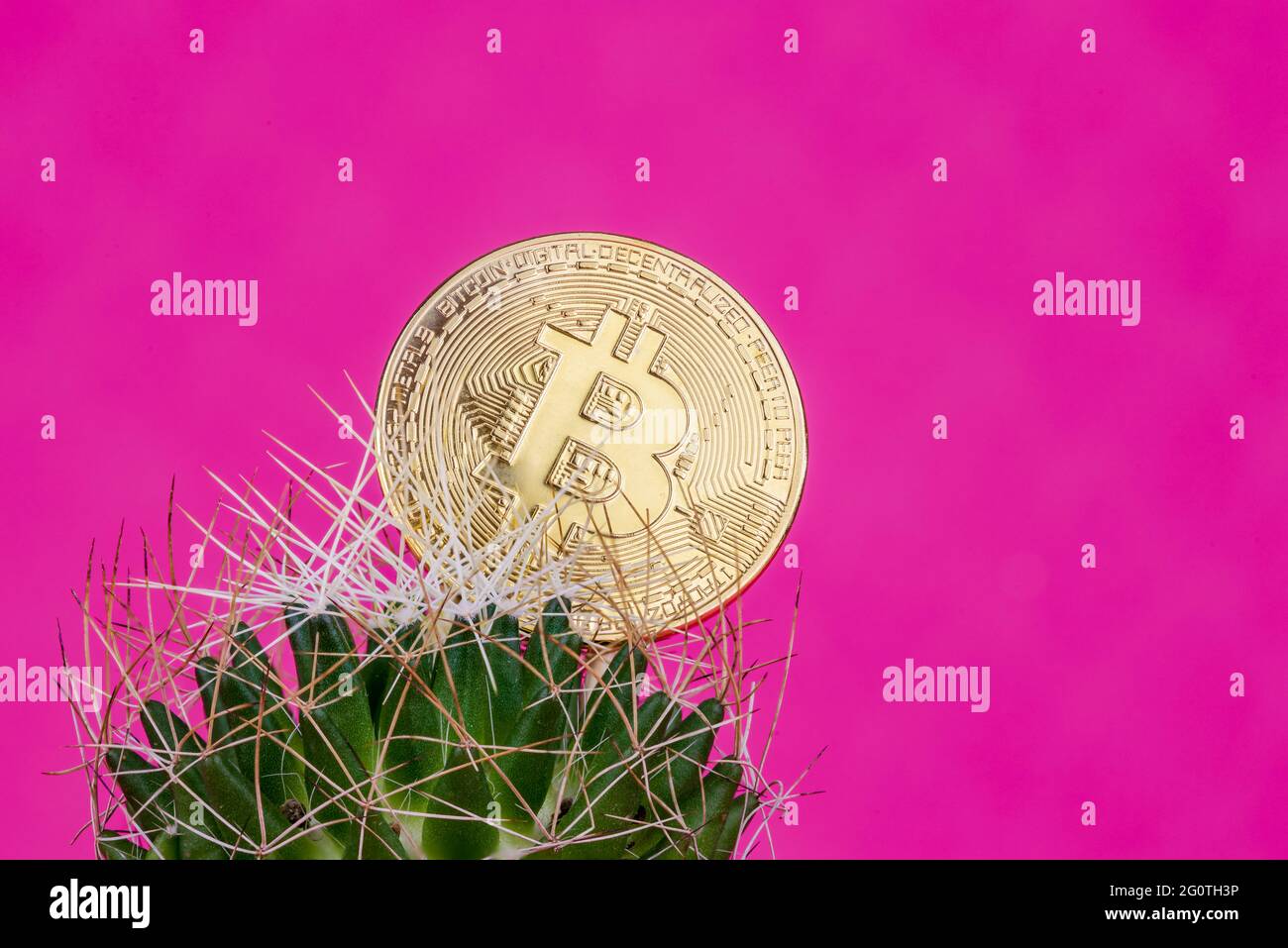 Bitcoin dans un cactus avec un fond rose. Investissement à haut risque. Banque D'Images