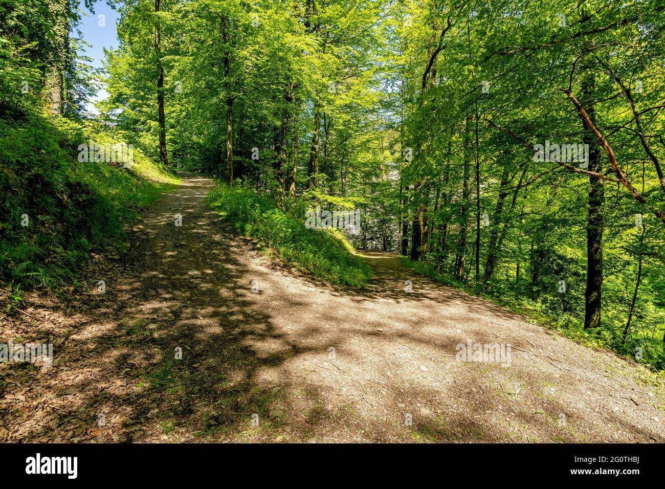 chemin de demi-tour à travers les bois Banque D'Images