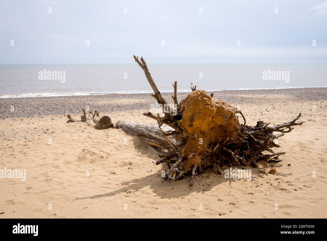 Arbre tombé sur la plage à Covehithe dans le Suffolk causé par l'érosion côtière Banque D'Images