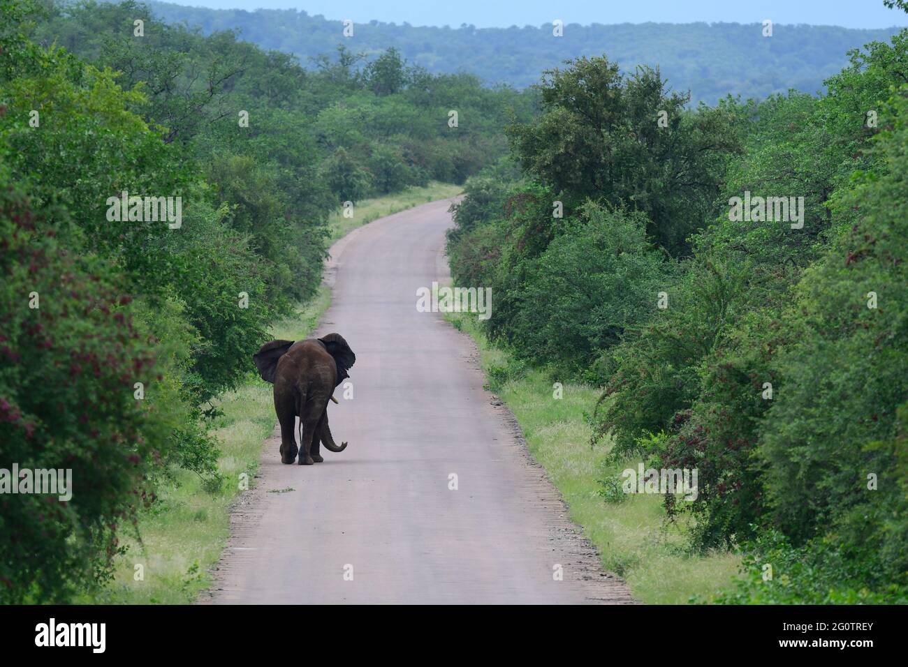 Taureau éléphant africain marchant sur la route, parc national Kruger, Afrique du Sud. Banque D'Images
