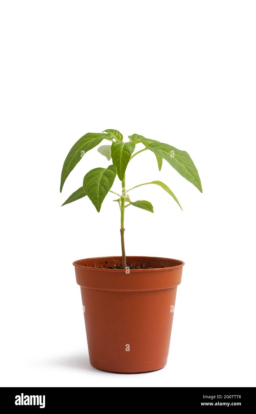 Plantez dans un pot de fleurs sur une table blanche sur fond blanc. Petits plants de piment. Banque D'Images