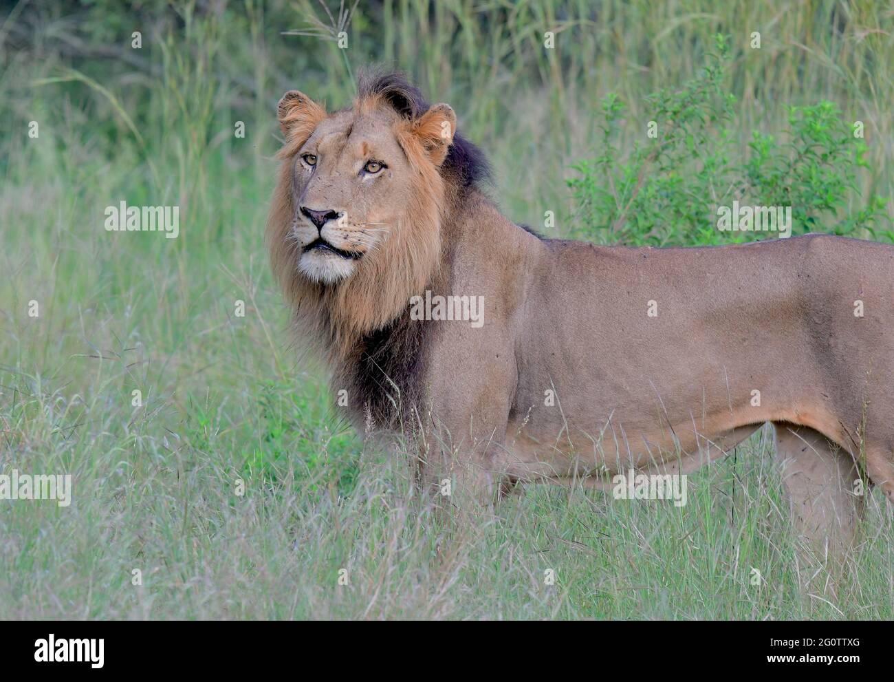 Parc national Kruger, Afrique du Sud. Banque D'Images
