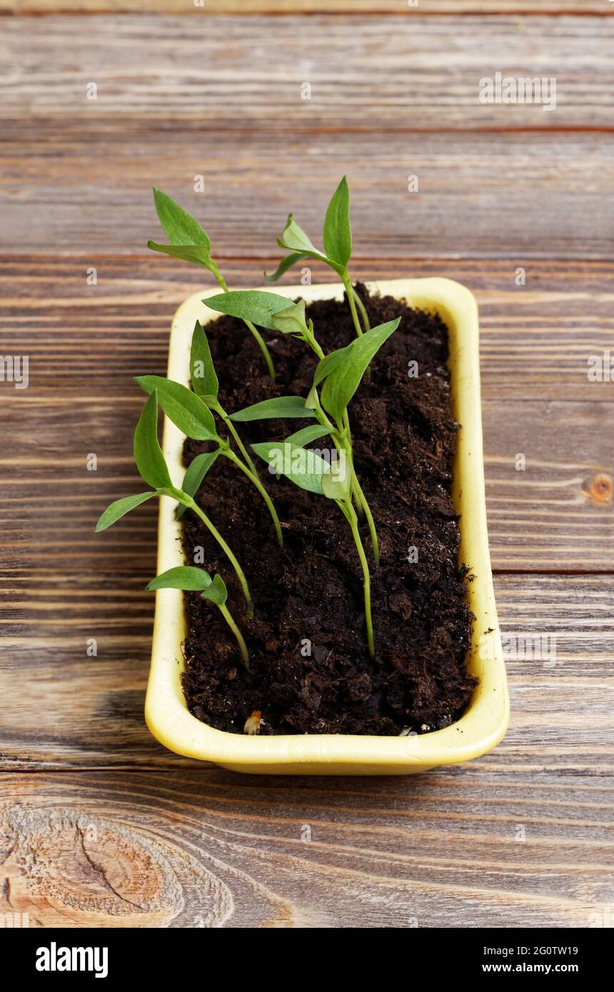 Un petit germe vert dans le sol. Vue verticale. Banque D'Images