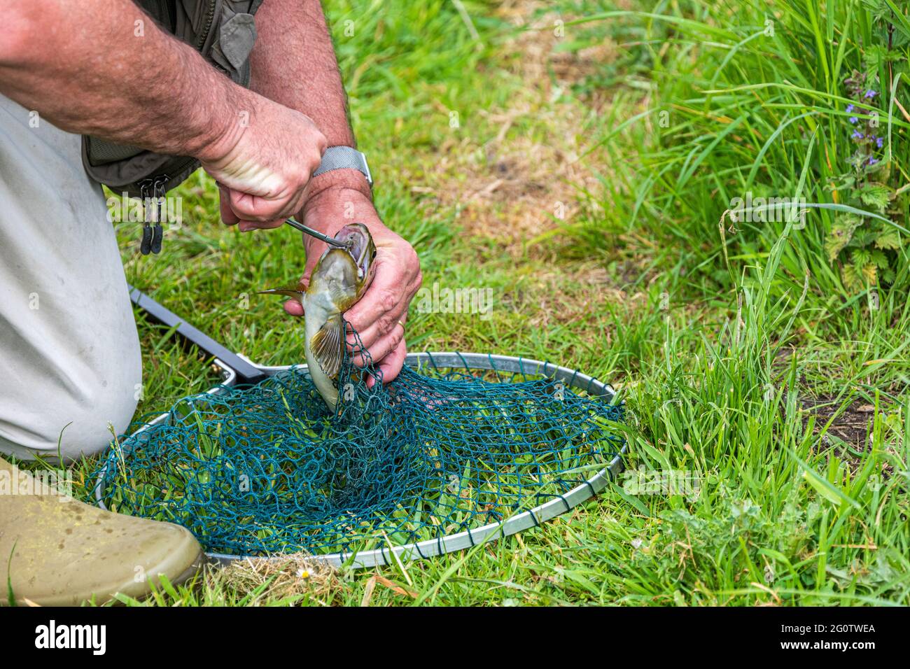 Pêcheur de mouche en enlevant le crochet de l'embouchure de la truite brune ayant été capturé sur le River Test, Wherwell, Hampshire, Royaume-Uni. Banque D'Images