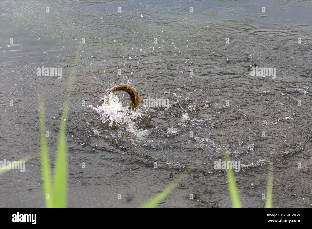 Truite brune qui s'envole de l'eau ayant été capturée par un pêcheur de mouche, River Test, Wherwell, Hampshire, Royaume-Uni. Banque D'Images