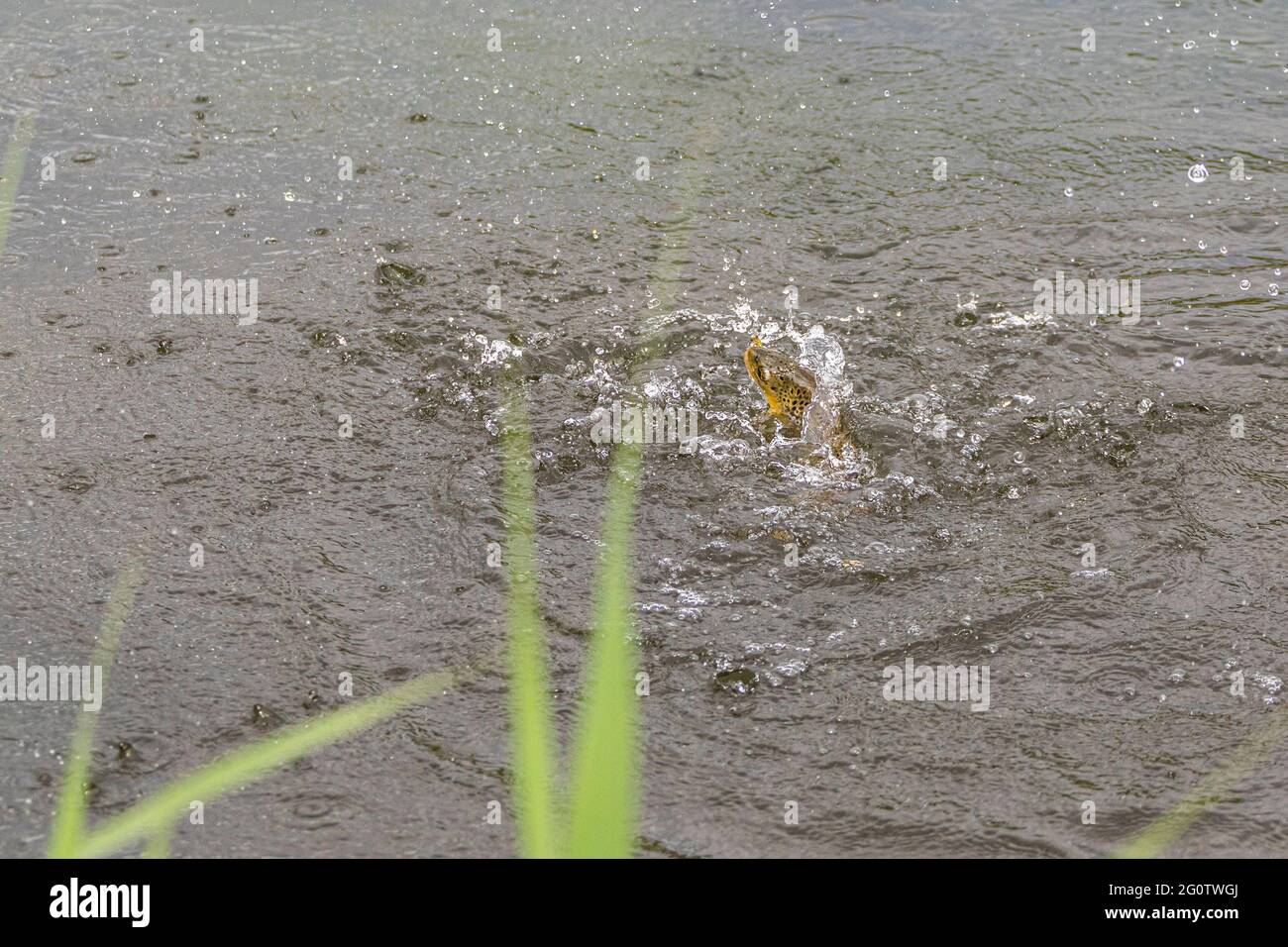 Truite brune qui s'envole de l'eau ayant été capturée par un pêcheur de mouche, River Test, Wherwell, Hampshire, Royaume-Uni. Banque D'Images