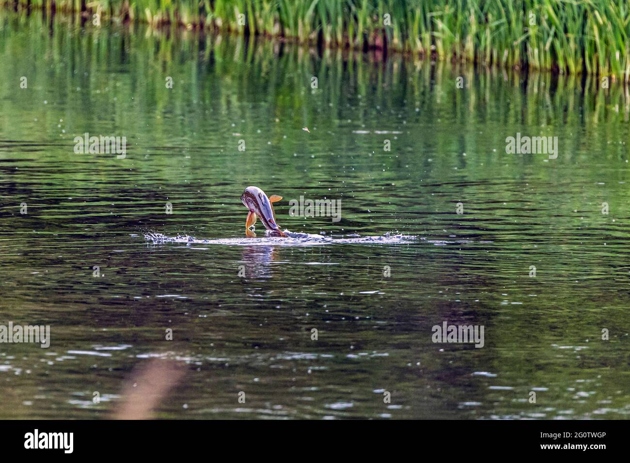 Truite brune qui s'envole de la rivière pour attraper la mouche, River Test, Wherwell, Hampshire, Royaume-Uni. Banque D'Images