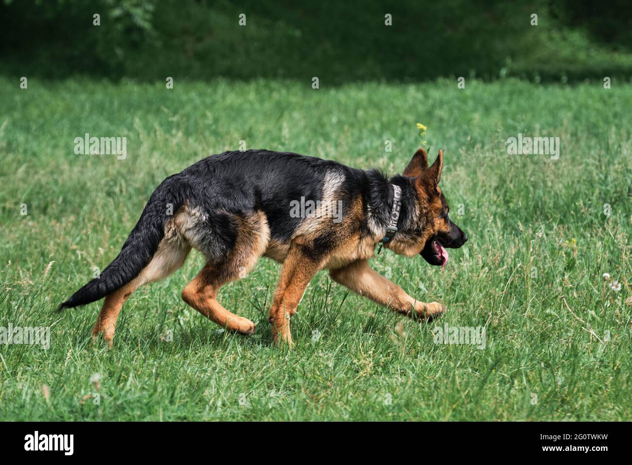 Marchez avec votre chien et respirez de l'air frais. Le charmant Berger allemand noir et rouge marche sur l'herbe verte et regarde soigneusement les oreilles piquées. Vous Banque D'Images