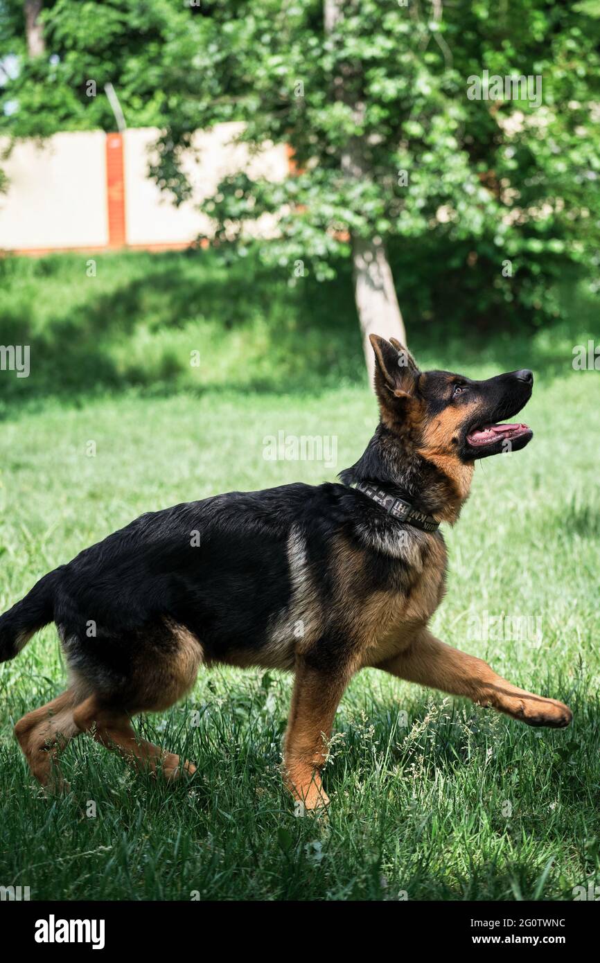 Marchez avec votre chien et respirez de l'air frais. Le charmant Berger allemand noir et rouge marche sur l'herbe verte et regarde soigneusement les oreilles piquées. Vous Banque D'Images