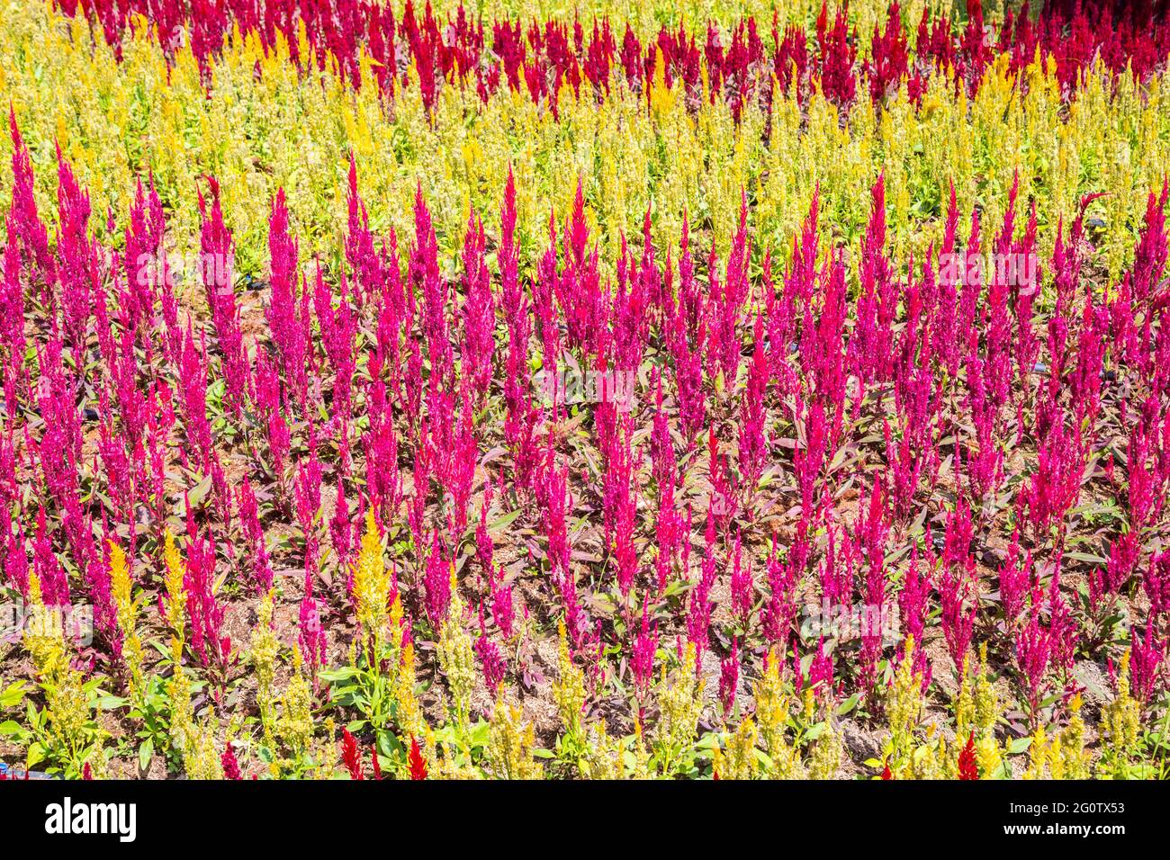 Fleur cockscomb (Celosia Cristata) dans un jardin Banque D'Images