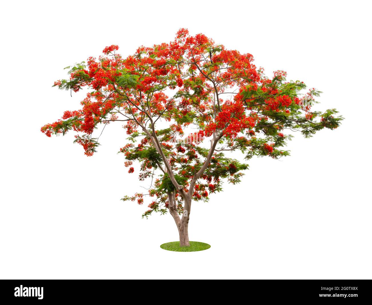 Barbade Pride, Fleur de paon (Caesalpinia pulcherrima) isolé sur fond blanc. Banque D'Images