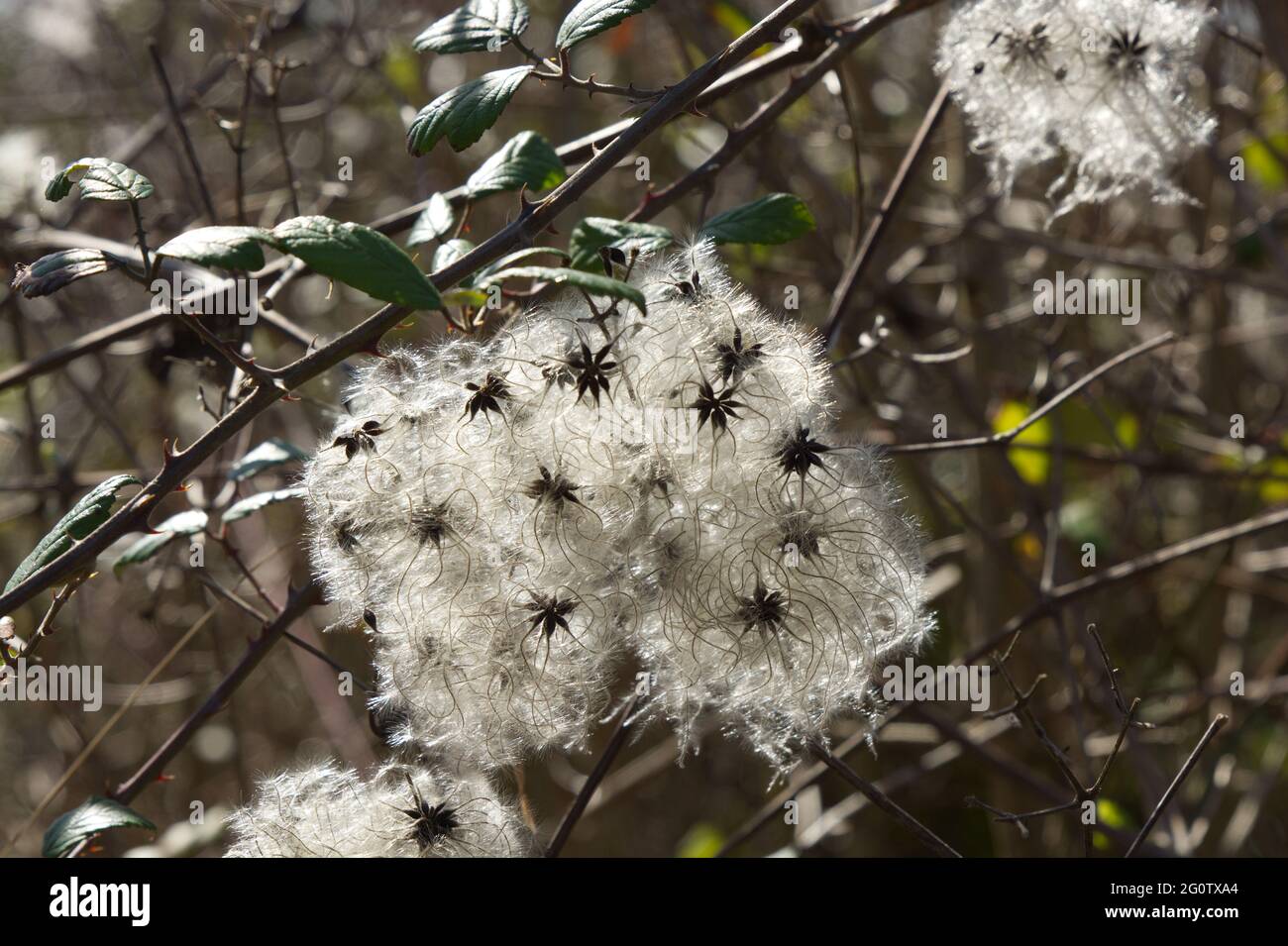 Fleurs de Clematis sauvages. Clematis Vitalba. Également connu sous le nom de Travellers Joy ou Old Mans Beard Banque D'Images