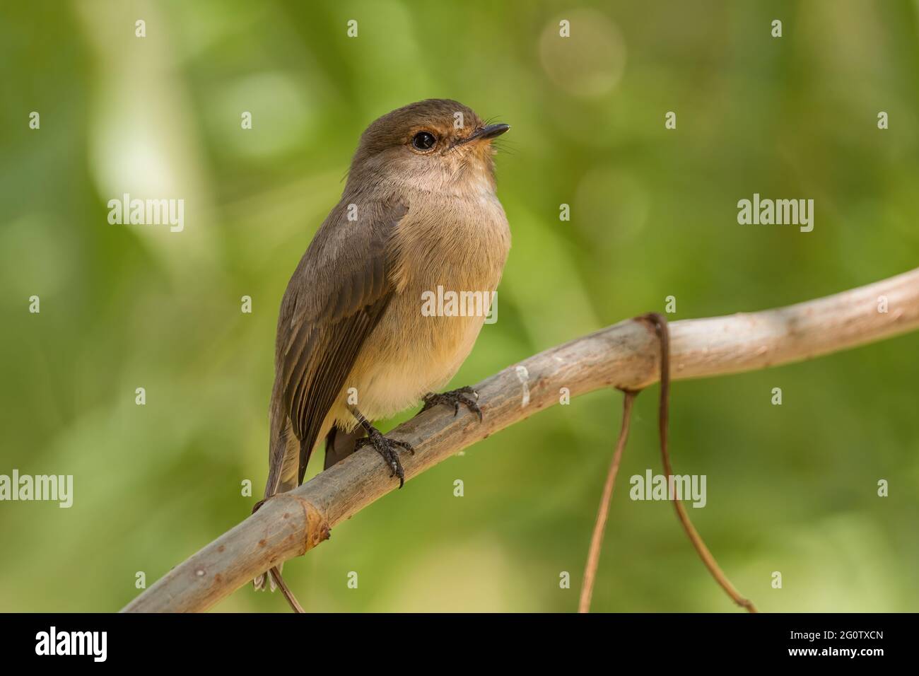 Moucherolle brun-foncé - Muscicapa adusta, beau petit oiseau brun perching des bois et des collines africaines, montagnes de balle, Ethiopie. Banque D'Images