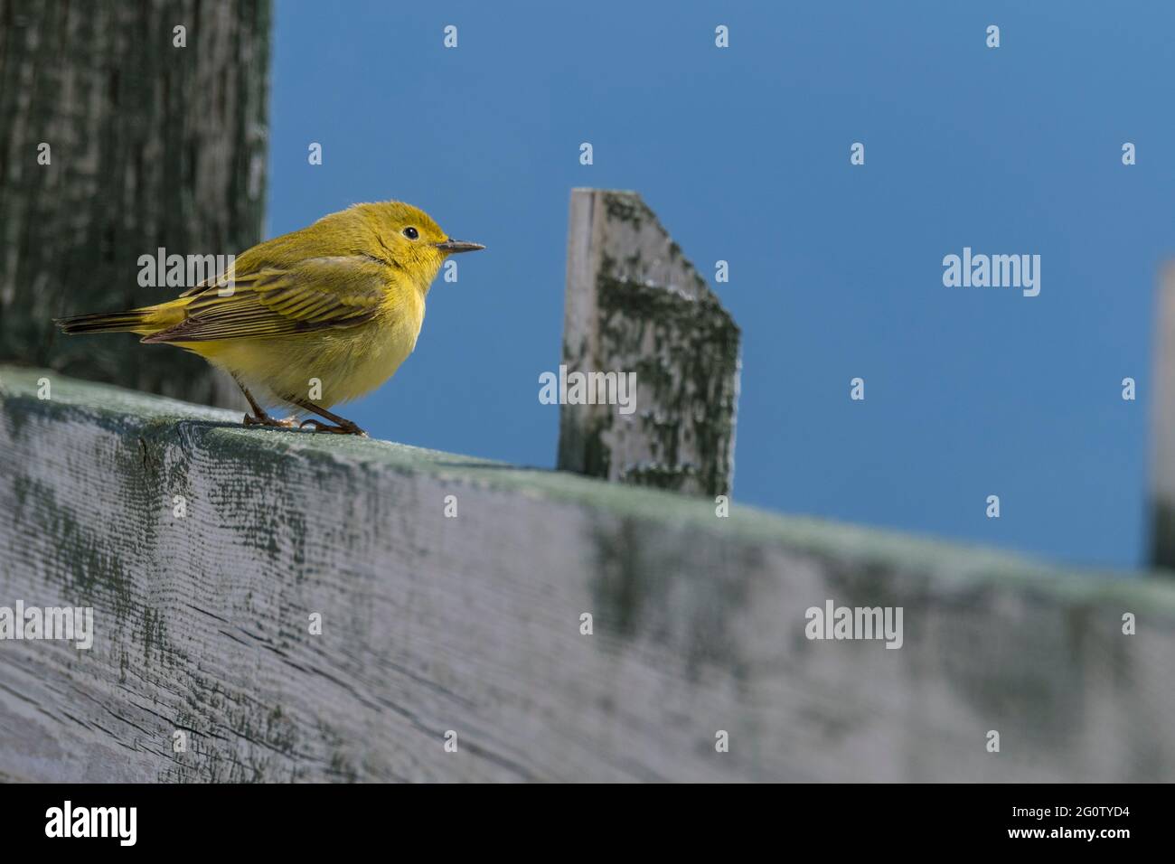 Paruline jaune, Setophaga petéchia, perchée sur une rampe à la réserve écologique du cap St. Mary, Terre-Neuve Banque D'Images