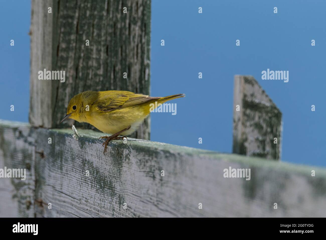 Paruline jaune, Setophaga petéchia, perchée sur une rampe à la réserve écologique du cap St. Mary, Terre-Neuve Banque D'Images