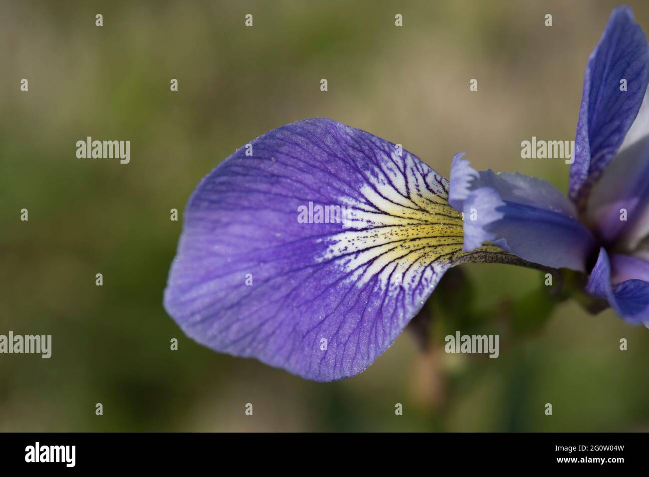 Iris versicolor, Blue Flag Iris, Cape St. Mary's, Terre-Neuve, Canada Banque D'Images