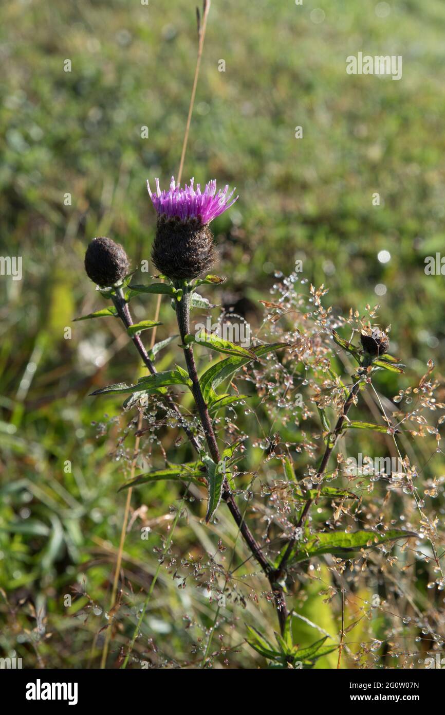 Chevalier noir, Centaurea nigra, Cape St. Mary's, Terre-Neuve, Canada Banque D'Images