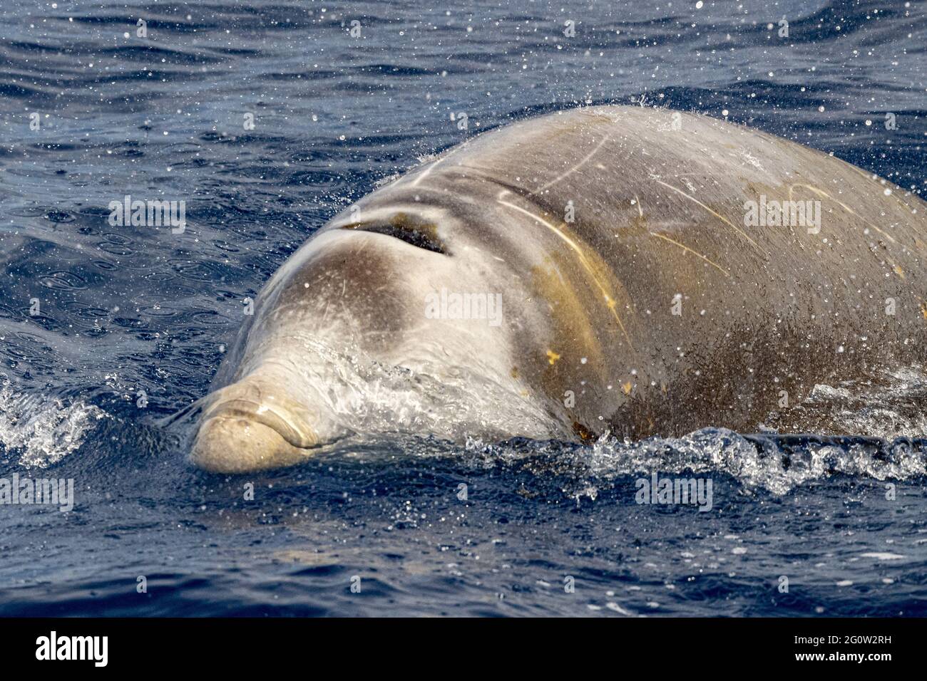 Nom dauphin baleine de Cuvier ultra rare de voir Banque D'Images