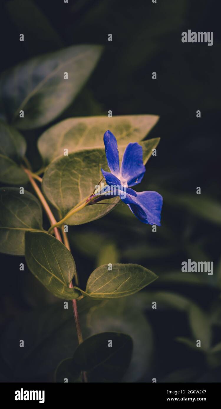 Belle plante et fleur rouge dans un jardin caché en été. Cette plante fleurit seulement en une seule journée. Banque D'Images