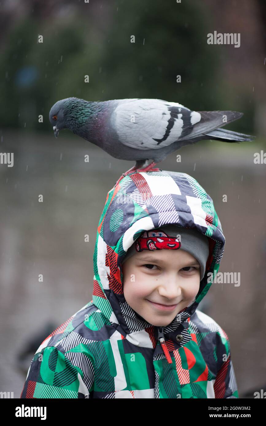 un très beau pigeon assis sur la tête Banque D'Images