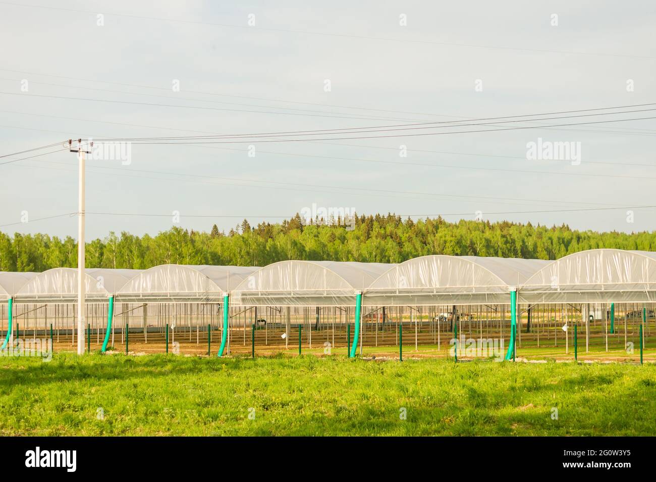 Serres en verre commerciales. Production industrielle de légumes et de fleurs de haute technologie Banque D'Images