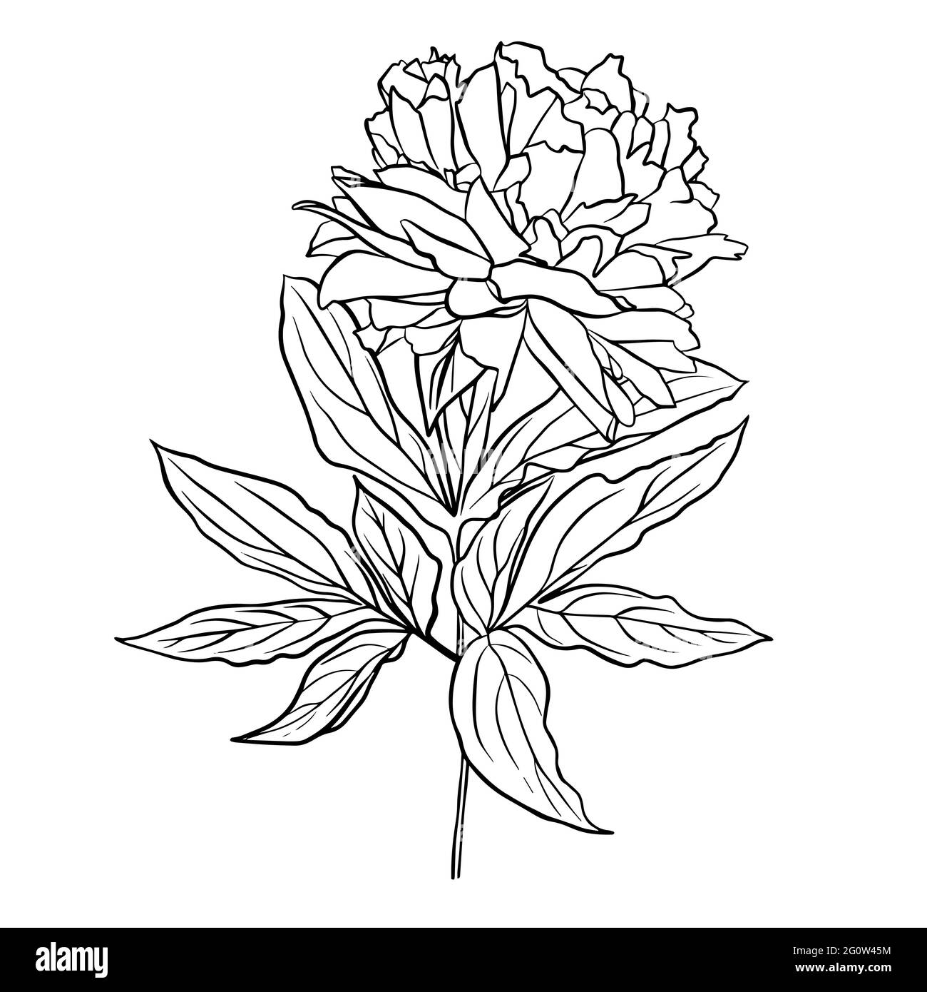 Le contour d'un bourgeon de pivoine. Clipart vecteur isolé. Motif botanique monochrome dessiné à la main minimal. Illustration de Vecteur Le contour d'un bourgeon de pivoine. Clipart vecteur isolé. Motif botanique monochrome dessiné à la main minimal. Illustration de Vecteur