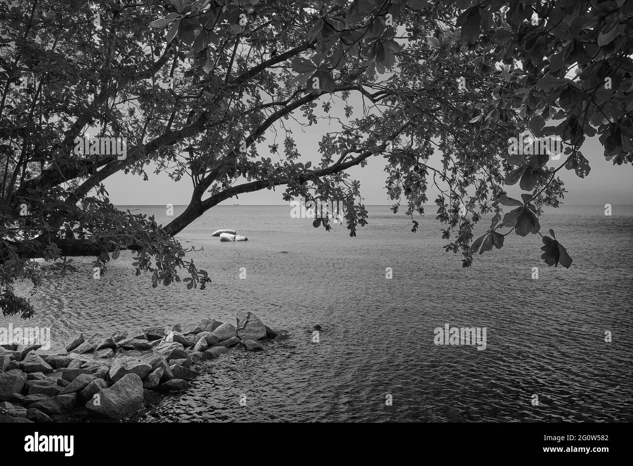 Vue depuis une position élevée sur une plage tropicale avec des rochers encadrés par un arbre plein de feuilles. Arbre verdoyant qui borde une plage rocheuse. Banque D'Images