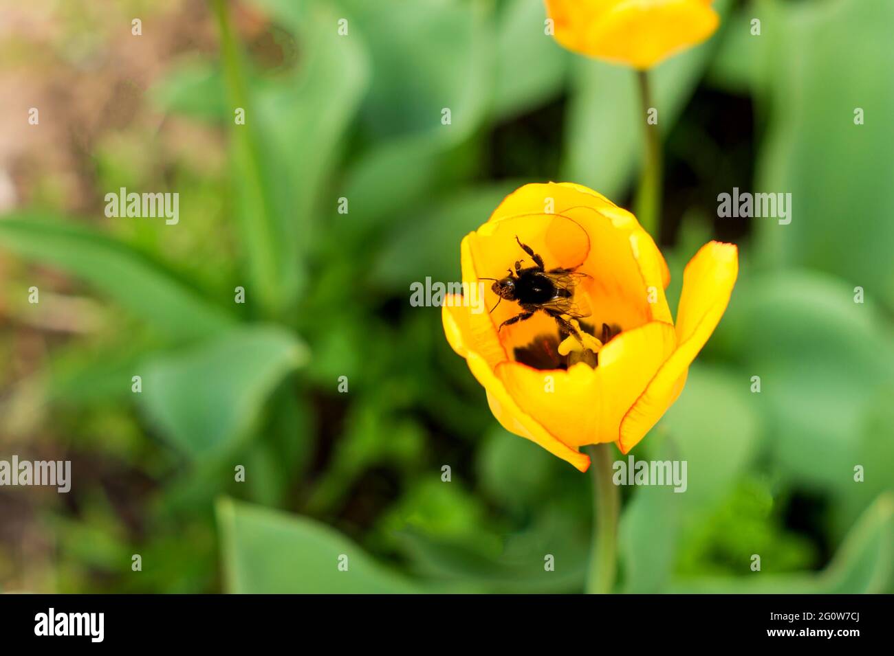 Abeille avec panier de pollen volant sur la fleur jaune de tulipe. Banque D'Images