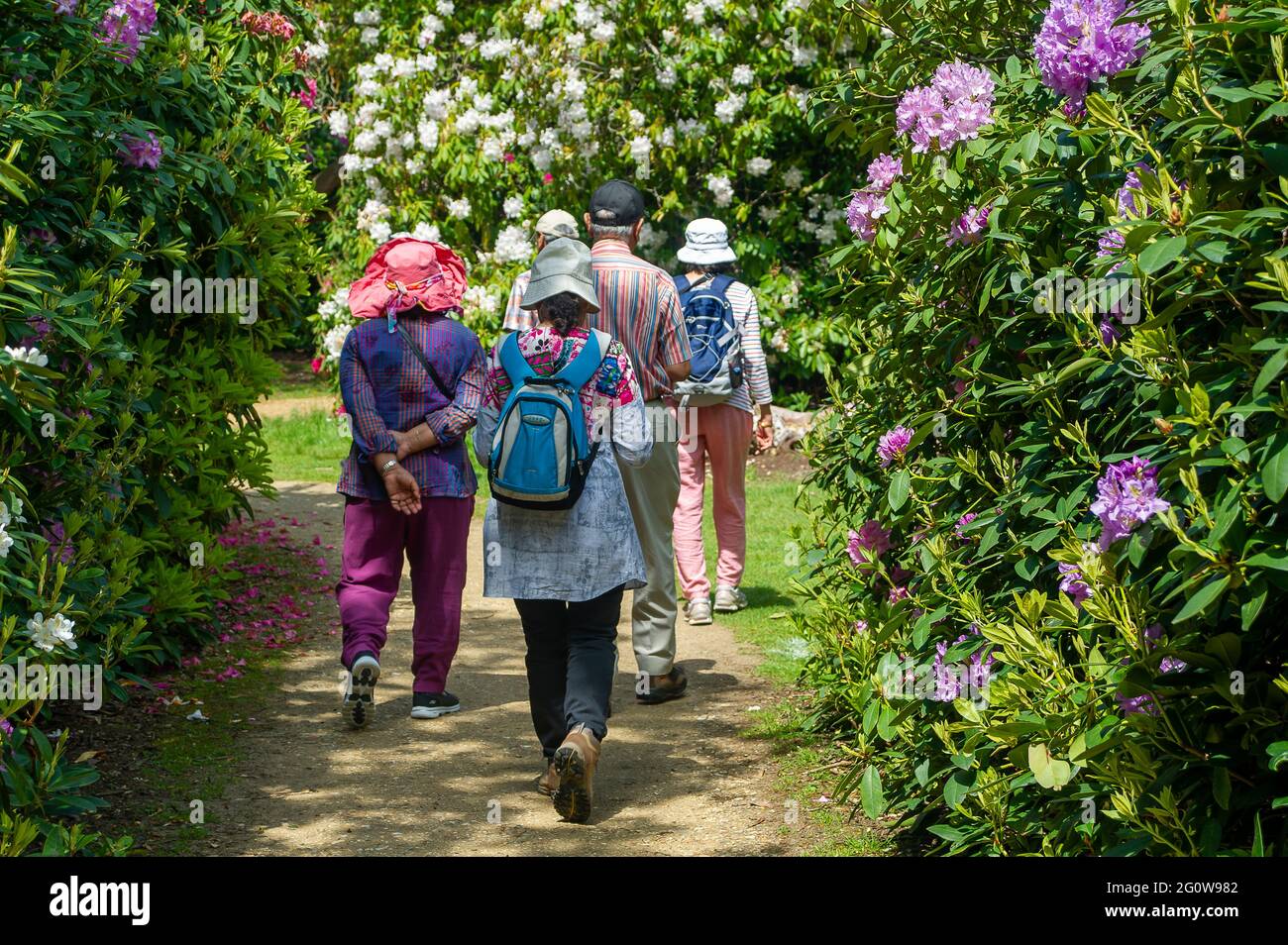Iver, Buckinghamshire, Royaume-Uni. 3 juin 2021. Les gens étaient dehors en appréciant le temps chaud aujourd'hui à Langley Park. Le parc paysager du XVIIIe siècle fait partie du parc régional de la vallée de Colne et cette période de l'année a de beaux rhododendrons et azalées. Crédit : Maureen McLean/Alay Live News Banque D'Images
