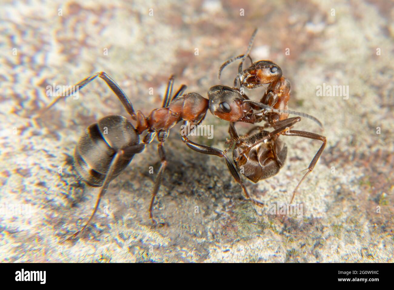 Ant en bois rouge au printemps Banque D'Images