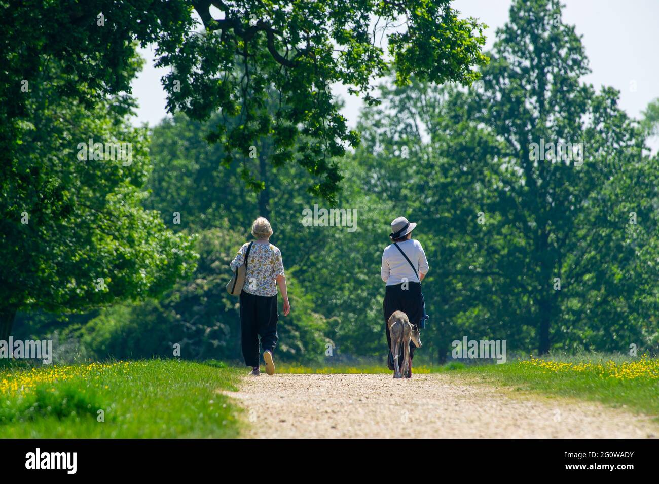 Iver, Buckinghamshire, Royaume-Uni. 3 juin 2021. Les gens étaient dehors en appréciant le temps chaud aujourd'hui à Langley Park. Le parc paysager du XVIIIe siècle fait partie du parc régional de la vallée de Colne et cette période de l'année a de beaux rhododendrons et azalées . Crédit : Maureen McLean/Alay Live News Banque D'Images