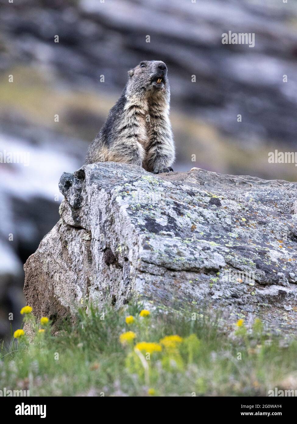 Marmot dans Cervinia faune Vallée d'Aoste Italie@FabrizioMalisan Photographie-6099 Banque D'Images