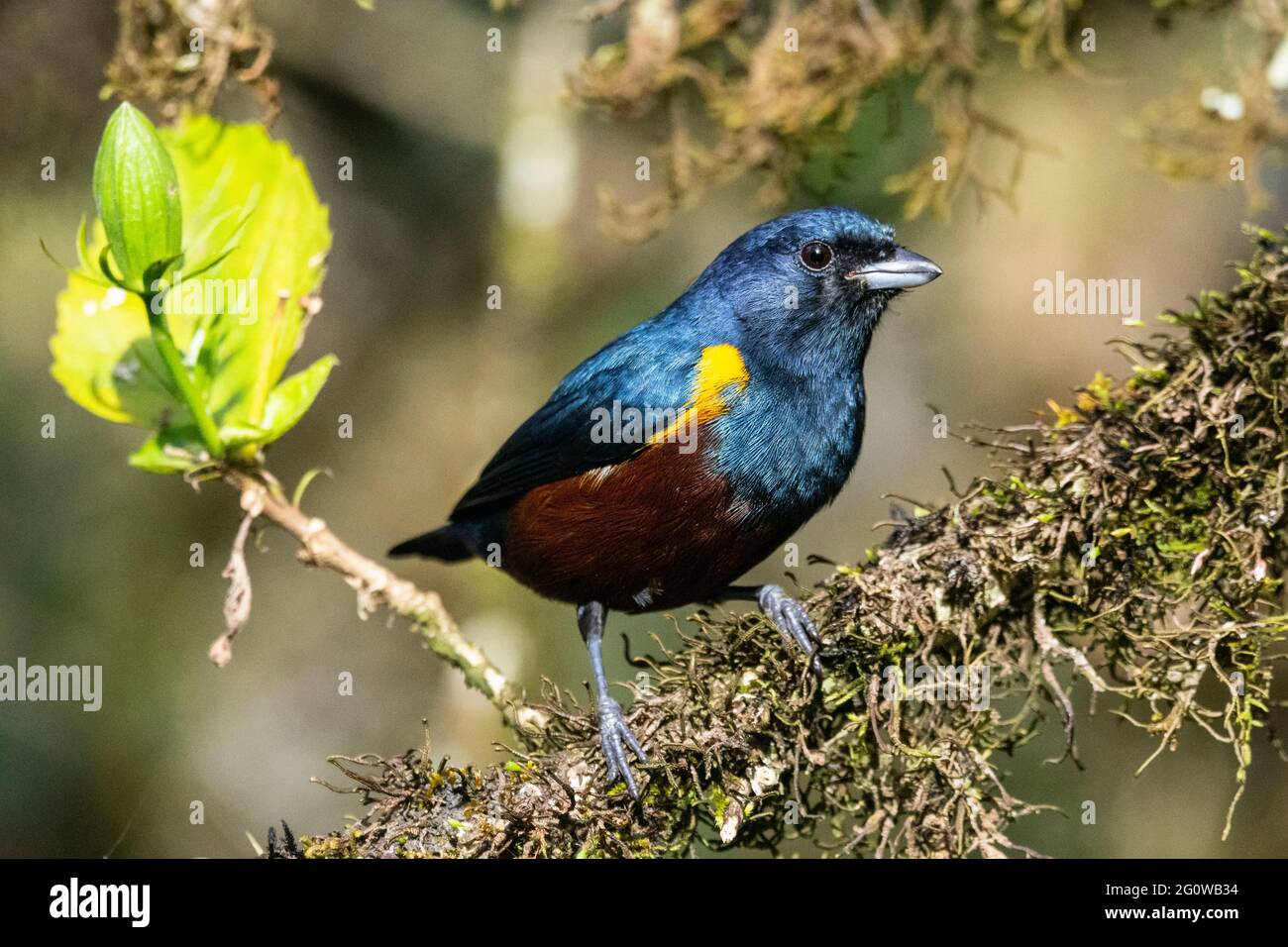 Magnifique oiseau tropical coloré sur une végétation de forêt tropicale verte Banque D'Images