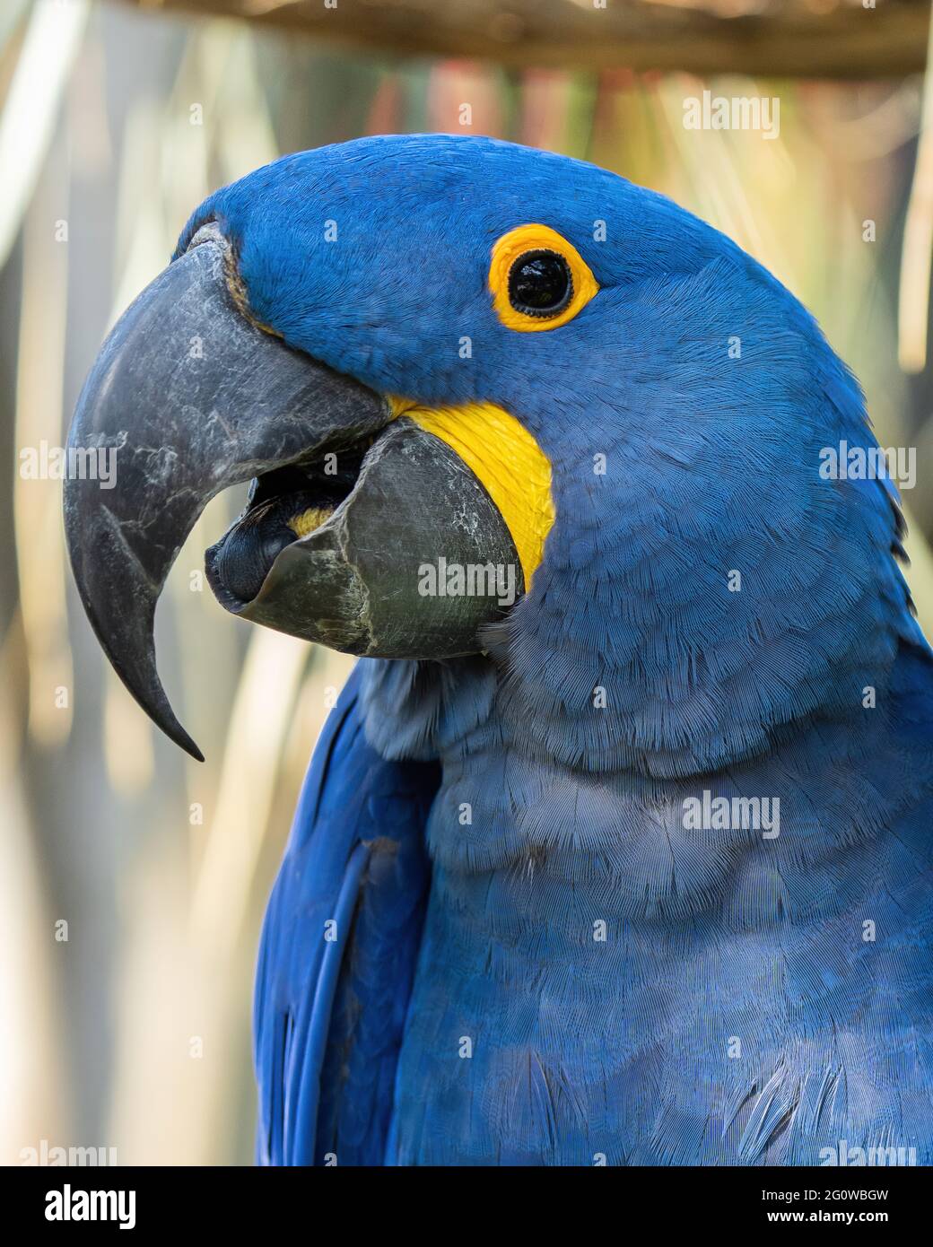Gros plan d'un perroquet bleu Banque D'Images