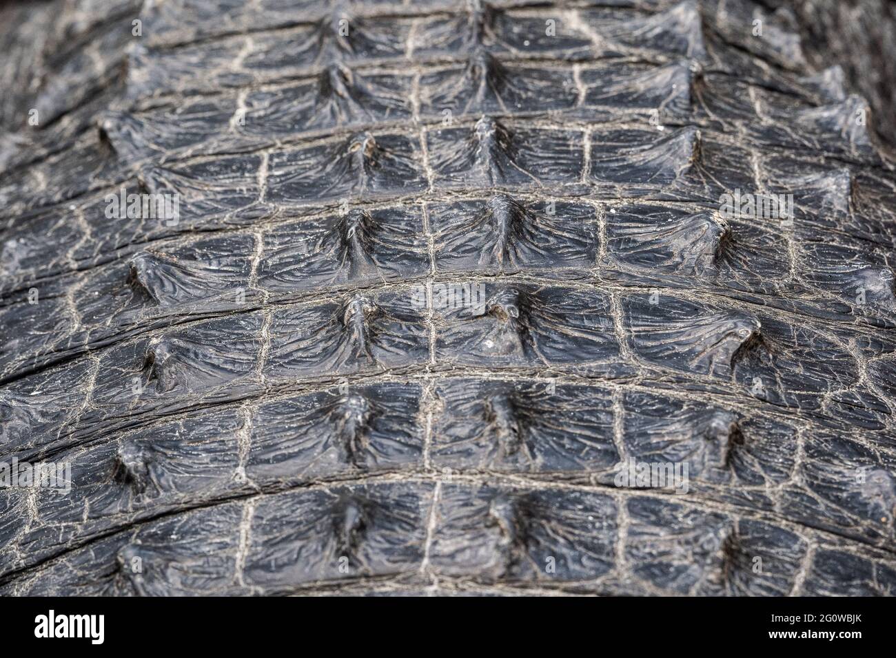 Gros plan sur le dos d'un alligator américain Banque D'Images Gros plan sur le dos d'un alligator américain Banque D'Images