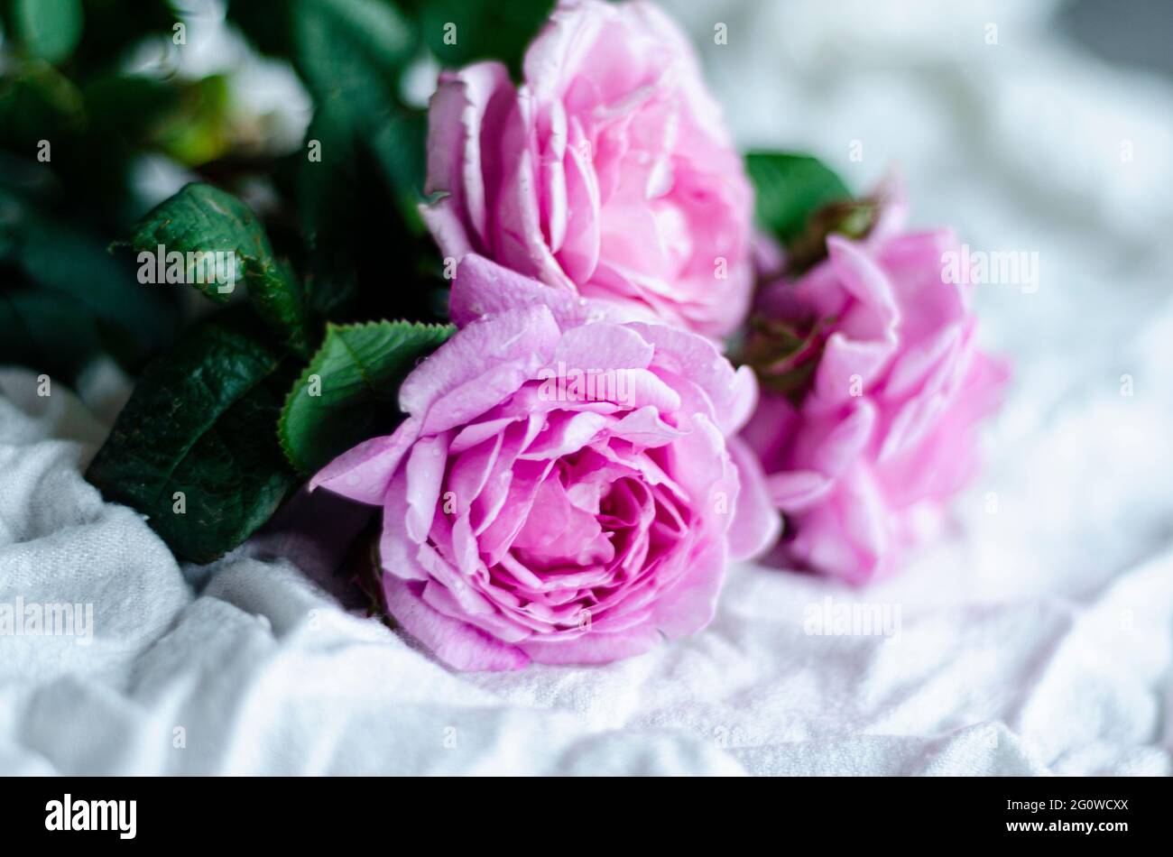 un bouquet de roses de thé sur un fond clair, espace libre Banque D'Images